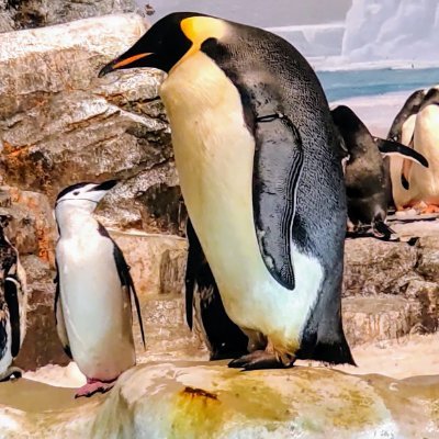 ADHD当事者で、障害者枠で就労。
幅広く突っ走りがちな性格にも向き合いつつ、「やらぬ後悔よりやる後悔」を大事にしていて、自分の事も肯定して人生を好転出来たらと思ってます。
たまに友人との付き合いで、素人ですがペンギンのくせに海や川で釣り竿を構えたり、魚や酒を嗜んでいます🍶🐧