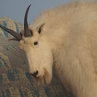 Harngdさんのプロフィール画像