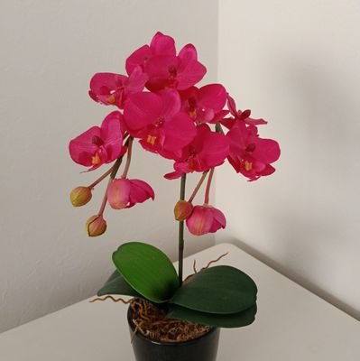 rainboupeace's profile picture. 自然大好き|家庭菜園|四柱推命|カイロプラクティック|スパイ防止法|DM返信はしていません