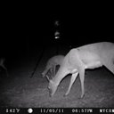 shane wade - @hillbillyindeed - Twitter