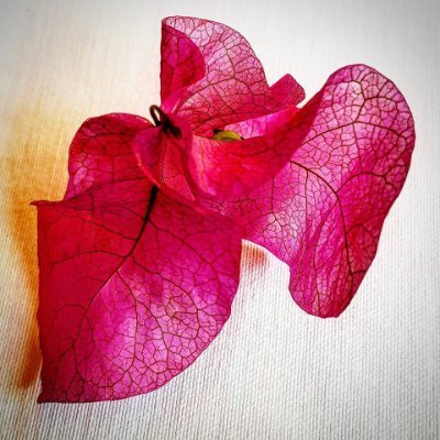 LillyAtwerk's profile picture. solution partner & head of development at aminocreates, nature lover, animal enthusiast