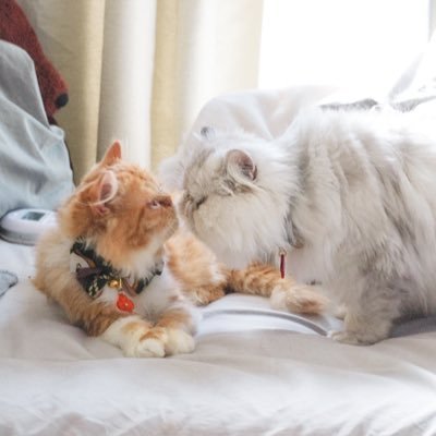 pechankos's profile picture. 一人暮らしと猫４匹|ｴｷｿﾞﾁｯｸ🐈‍⬛|ﾃﾞﾎﾞﾝﾚｯｸｽ🐈‍⬛🐈‍⬛🐈‍⬛|