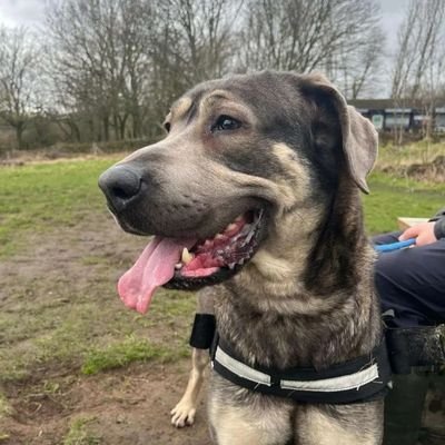 fenbern11000's profile picture. 🏴󠁧󠁢󠁥󠁮󠁧󠁿 Reform Member. Anti-Immigration. Anti-Globalist. Dad of 2.