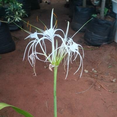 tamil1775889's profile picture.