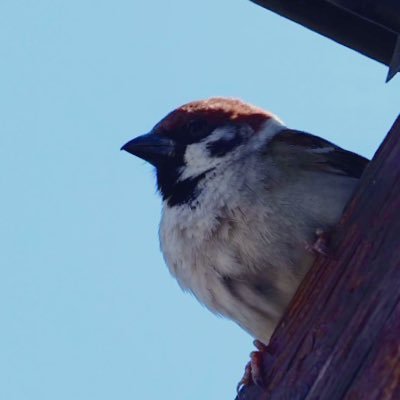 Chiku_tanka's profile picture. ティタン神族の一人。オリンポスの神々との戦いに敗れ、罰として世界の西の果てで天空を支える役を課せられている。