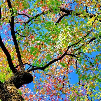 majesta8118's profile picture. kukuku