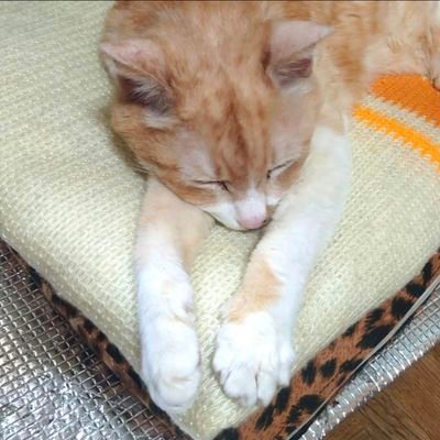 tanikawa317's profile picture. 🥷🥚🔰/雑伊/文字書き/成人済/腐注意/🌊📦️https://t.co/vuz4TMnJ2X 鍵(@tanikawamari)