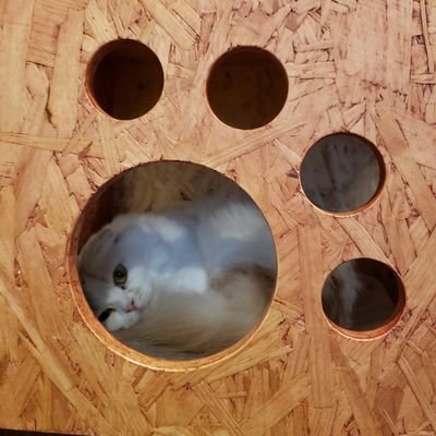 kyouka0515's profile picture. ❄🌸𐔌՞꜆.  ̫.꜀՞𐦯🌃💭