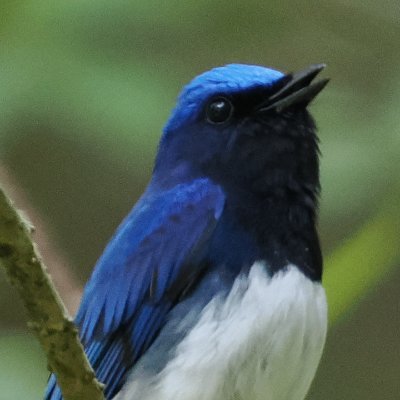 @kurvan1112