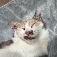 三毛猫のマーブルちゃん探してます。 (@marble0000110) 's Twitter Profile Photo