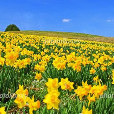 自然界隈🌼🌸🗻🌊|音楽🎧️🎶|車🚙ドライブ|スイーツ🧁🍰🍩🍮✨|スポーツ⚽️⚾️🏀🏃全般好き|
群馬東京日本世界を愛する#信教二世
#信教の自由
#ストップ家庭連合解散