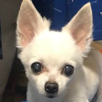 ちわわん (@donco_chihuahua) 's Twitter Profile Photo ちわわん (@donco_chihuahua) 's Twitter Profile Photo
