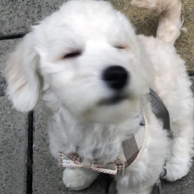 AikoWu0210's profile picture. 