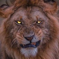 Mr.Fanatic 👹 (@omarivail) 's Twitter Profile