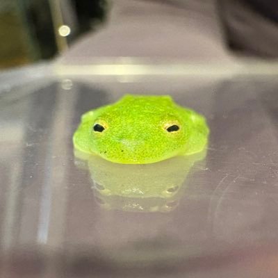 メダカ、多肉植物、爬虫類、両生類好きな方とつながりたいです! よろしくお願いします!フォロー外の方からのリプも大歓迎! #メダカ#多肉植物#エキゾチックアニマル 猫も好き コリドラスも好き トカゲ、カエル、ヤモリもすき