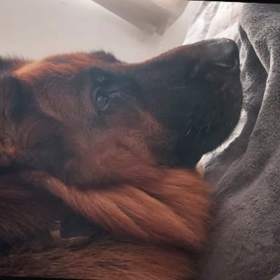 shresht61's profile picture. 