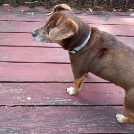 CroncePris52849's profile picture. multi. breed. dog  enjoys  life