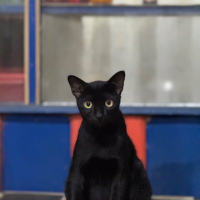 AnovalAzky49792's profile picture. P