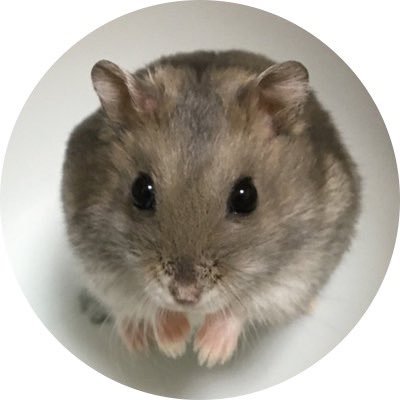 sa_201507's profile picture. あず🐹♀18/10/21永眠 @azu8686hamu ひま🌻♀20/11/18永眠@kodatama123＆ぽぽ🌼♀2022/3/9永眠@kodatamayahooc1 さくら🌸♀2022/3/12~2024/9/25 音楽 #Anly #あいみょん #LiSA #ハラミちゃん🍖🎹 #yama