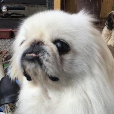 pekichin123's profile picture. 低予算でジムニーをいじり、峠ステッカーを車中泊しながら集めてます😆キャンプも趣味で色々料理したりしてます😊良かったらフォローよろしくお願いします☺️ #ジャパン峠プロジェクト #JTP #ジムニー #ラーメン #頭文字D #レトロ自販機 #キャンプ #キャンプ飯 #DIY #Jimmy #車中泊 #100均