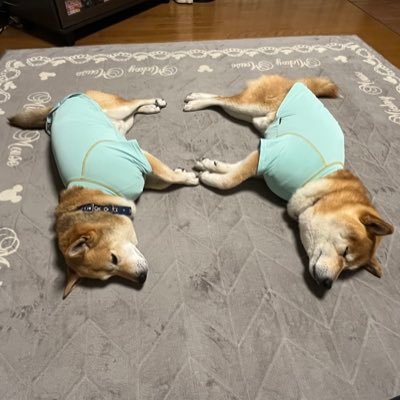 トレーラーで海コン&ガス運んでます。 主に関東近辺走ってます。ごくたまに関西圏。無言フォロー失礼いたします。
