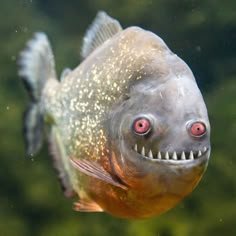 60F15H's profile picture. bait, brain, bagholder. if it pumps, i bite. if it dumps, i stay. trench creature forever