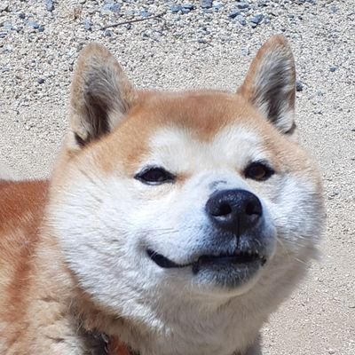 mizta20211671's profile picture. 犬好きな者。ここでは🐶ついて語ります。うちの🐶4兄弟妹は長男ノイン(2025/9/5🌈・チワワ)
・次男サスケ(6歳・柴犬)・三男リキ(2023/6/12🌈・パピヨン)・長女リリー(2歳・パピヨン)です。