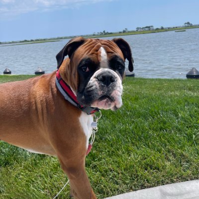 K9Krazeinfo's profile picture. Welcome to K9Kraze! We offer various types of products relating to all your K9 needs. We are passionate about quality products for our pet  and so do you.