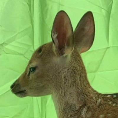 EmilyBaude's profile picture. 