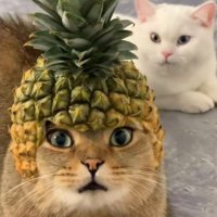 Tony (@0xtony0x) 's Twitter Profile