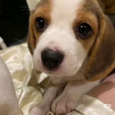 Senwu_404's profile picture. 裏垢