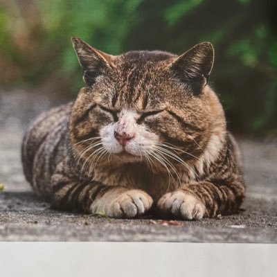 MsChubby13's profile picture. 手帳（3級）持ち。ほとんど発信はせずフォローした方のツイートを読ませていただいています。