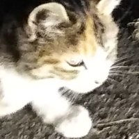 野猫のミケ (@shimamike_neko) 's Twitter Profile