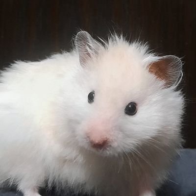 MonGA🐵さんのプロフィール画像
