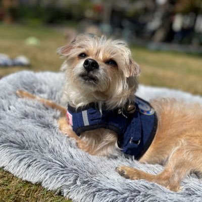 𝔽𝕦𝕟𝕟𝕪. Animal Lover. Menopausal. 𝗕𝗲𝗮𝗿 & 𝗕𝘂𝗱𝗴𝗶𝗲 𝗠𝘂𝗺. Mental health advocate 🫶🏼 @tinybeartales @erniethebudgie