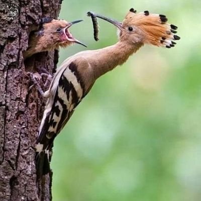 abw4521's profile picture. ستأتي أيام ترضينا لن يدوم ما بنا الى الأبد .