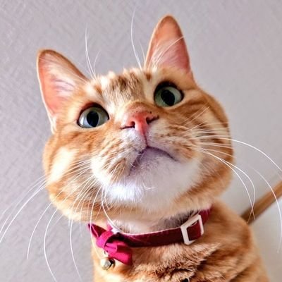 akachibag's profile picture. あかしばです