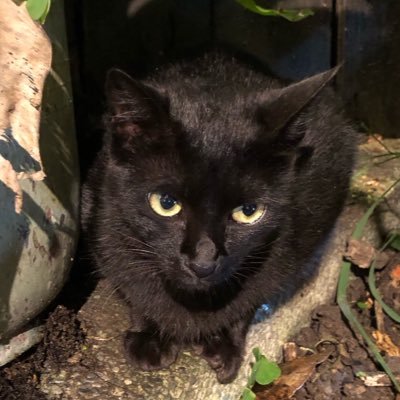 Langa145585341's profile picture. 被理化壓扁的廢物國中牲，一隻潛水航星者  🔭/🖋️