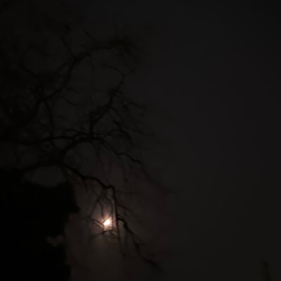 whyythemoonwhyy's profile picture. A wildflower in love with the wind