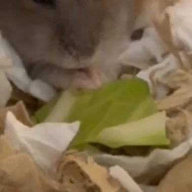 hamusan99's profile picture. ボートレース🚤4262推し♥🎰すき♡🐚💀 ﾏｷﾞﾚｺとｼｬｰﾏﾝｷﾝｸﾞとｱｽﾞｰﾙﾚｰﾝがお気に入りで1番好きなのはﾂｲﾝｴﾝｼﾞｪﾙｼﾘｰｽﾞ🪽☘︎ ‧˚