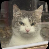 Usama (@usama_dev_) 's Twitter Profile