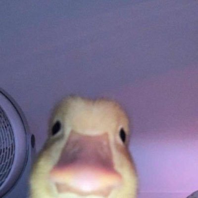 옳잉옳잉さんのプロフィール画像
