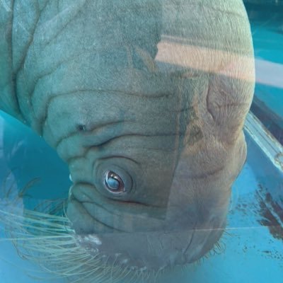 aptn0531a's profile picture. 鰭脚(ききゃく)類が好き🔰セイウチ、アザラシ、旅行記🏖️ アイコンは鳥羽水族館のツララちゃん