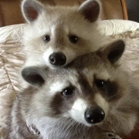 billdng.eth (@billdnge63151) 's Twitter Profile