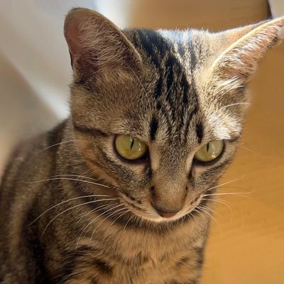 F38R17's profile picture. V系と猫が好き🐈‍⬛⭐️￤宜しくお願い致します🙇‍♀️✨️♡yasu♡Gackt🥰♡☆Acid Black Cherry🍒 L'Arc〜en〜Ciel／the GazettE ／ViViD／黒夢／Royz／アヴァンチック☆