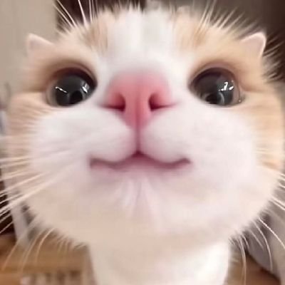 SRainbow168's profile picture. Freedom