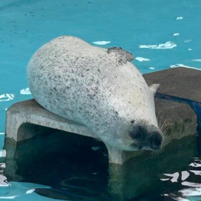 Sq5vKr's profile picture. 男 ⛹️‍♂️