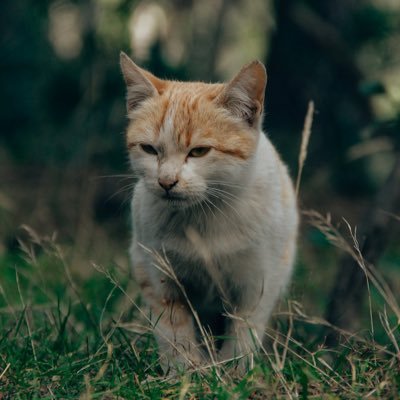 og_fein's profile picture. 