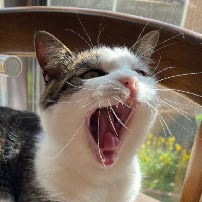 hiro_karenn's profile picture. 17歳！CB125R