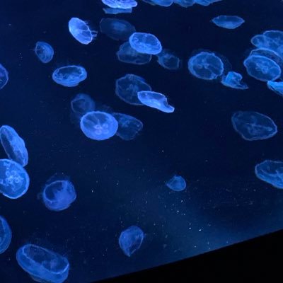 0XtvwDudmfav9ik's profile picture. 関東